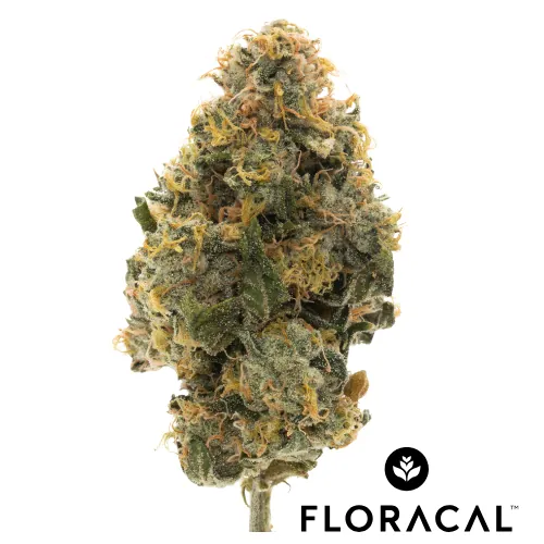 Curacao -  cannabis product