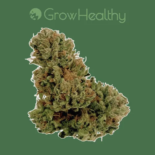 Grass Valley Kush Flower