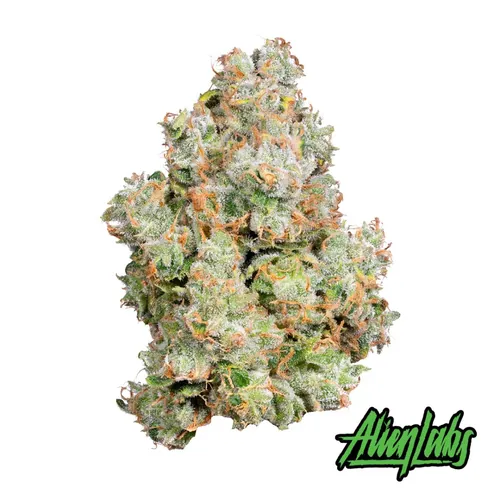 XJ-13 - 