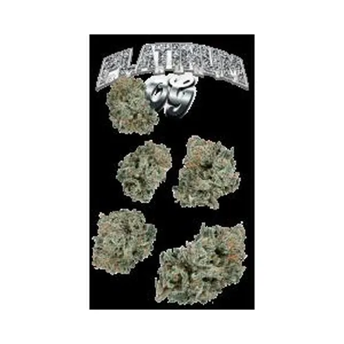 Platinum OG 7g Juniors by Runtz - 7.000g Whole