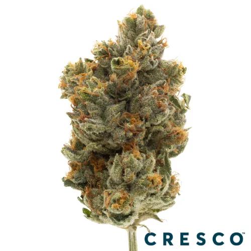 Cresco Premium Smalls Flower 7g - Dosido x OG (I) by Cresco - 7.000g Smalls