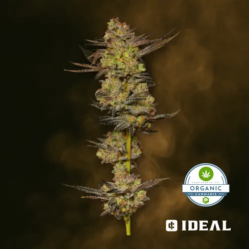 Mandarin Cookies X Frank Star - 