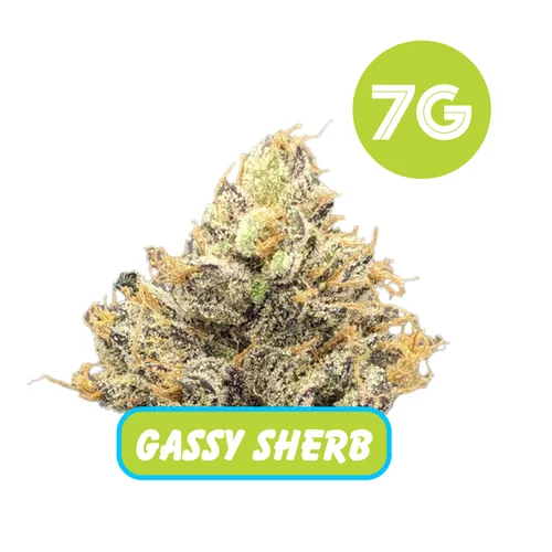 Gassy Sherb Flower™ by GrowHealthy - 7.000g Whole