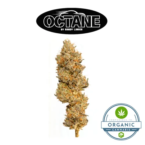 1/8oz Premium Jar - GXQ - 