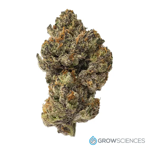 Hashburger Flower by Grow Sciences - 0.700g Hash