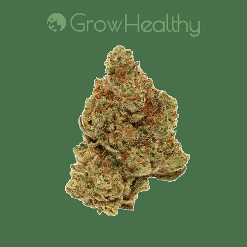 image of Montana Diesel Flower