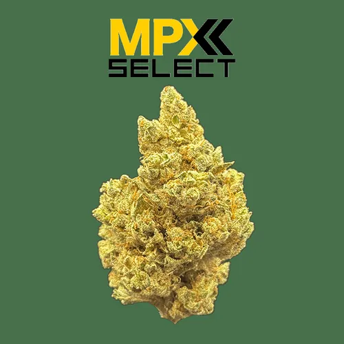 {'strain': 'The Grinch', 'strain_type': 'Hybrid', 'company': 'GrowHealthy', 'brand': 'MPX Select Flower', 'price': Decimal('35.00'), 'regular_price': Decimal('50.00'), 'thc': Decimal('29.60'), 'cbd': Decimal('0.00'), 'terps': Decimal('0.00'), 'grams': Decimal('3.500'), 'dollars_per_thcg': Decimal('33.780'), 'dollars_per_g': Decimal('10.000'), 'product_format': 'Flower', 'product_sub_format': 'Whole', 'dispensary_cities': ['Deerfield Beach'], 'main_url': 'https://growhealthy.com/product/mpx-the-grinch-flower/?retailer_id=1ba4ef03-11d2-4d31-8165-663d1150bb8d', 'display_image_url': 'https://thchunter-images.s3.us-east-2.amazonaws.com/product_images/82f42b20-5f21-442a-b676-5a23e71c6f44.webp', 'id': 12751715, 'company_logo_file': 'Grow-Healthy.jpg', 'company__premium_company': True, 'company__name': 'GrowHealthy'}