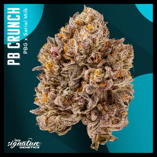 Large Pack Flower - PB Crunch from  product image