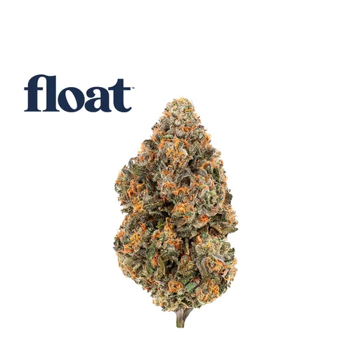 Gelato 41 - Flower - 3.5g from  product image