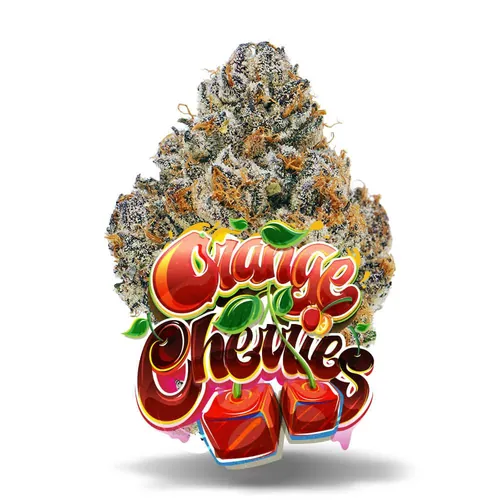 image of Orange Cherries - Premium Flower
