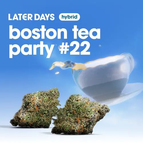 Boston Tea Party #22 Flower from  product image