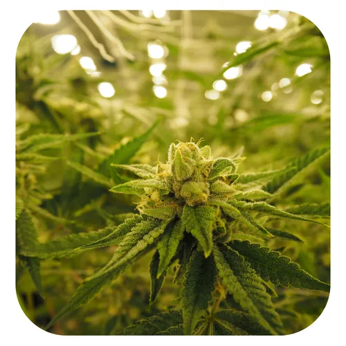 Brick House Flower by GrowHealthy - 3.500g Whole