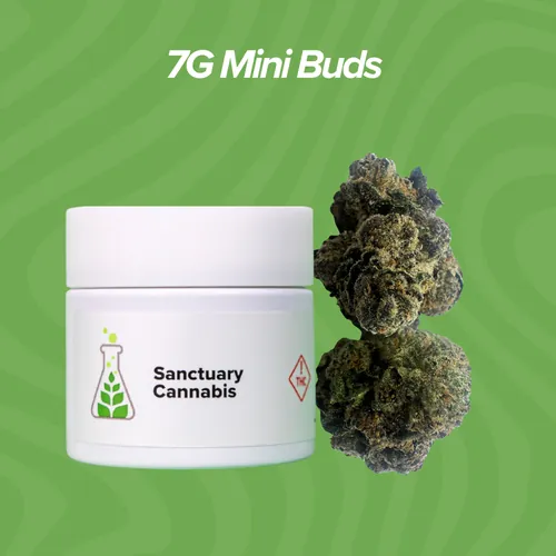 Black Plague Mini Buds - 7g by Sanctuary Medicinals - 7.000g Smalls