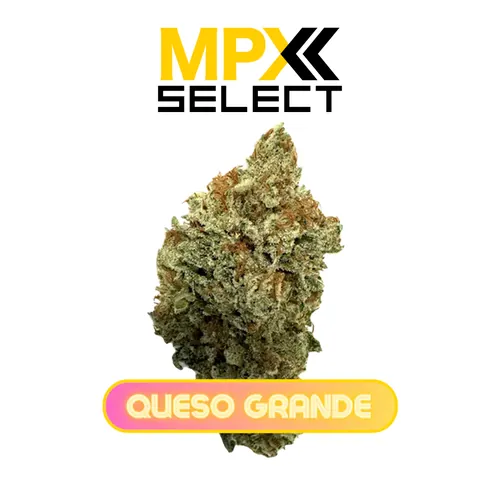 MPX Select™ Queso Grande Flower from  product image