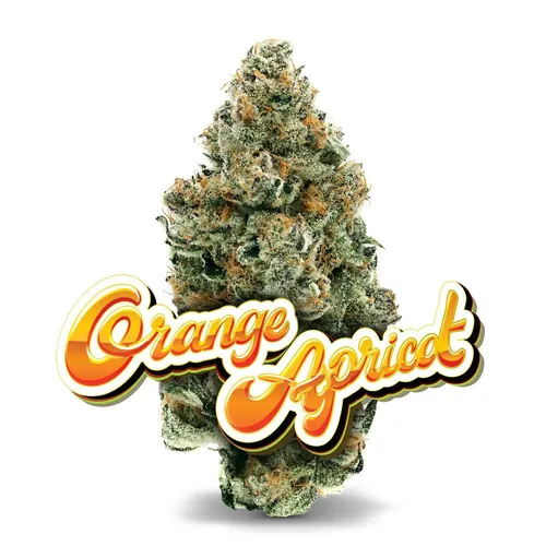 Orange Apricot - Premium Flower