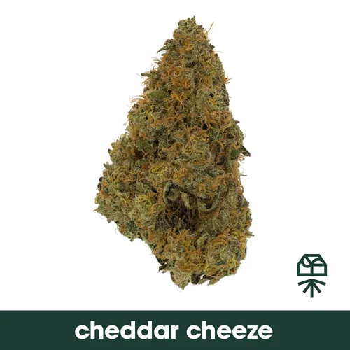 Cheddar Cheeze - 