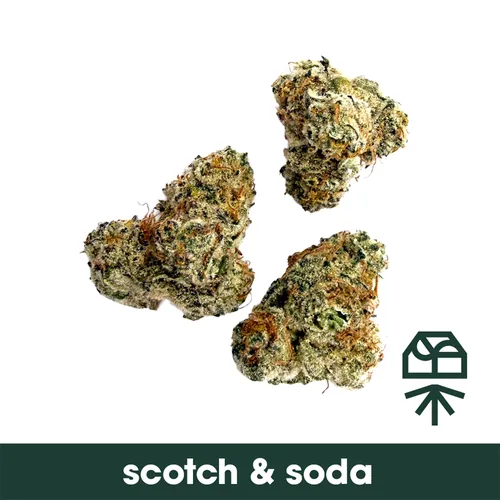 Scotch & Soda from  product image