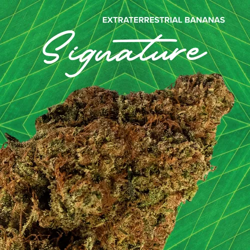 {'strain': 'Signature  ETB', 'strain_type': 'Hybrid', 'company': 'Sanctuary', 'brand': 'Sanctuary Cannabis', 'price': Decimal('24.00'), 'regular_price': Decimal('48.00'), 'thc': Decimal('27.70'), 'cbd': Decimal('0.00'), 'terps': Decimal('0.00'), 'grams': Decimal('3.500'), 'dollars_per_thcg': Decimal('24.760'), 'dollars_per_g': Decimal('6.860'), 'product_format': 'Flower', 'product_sub_format': 'Whole', 'dispensary_cities': ['Palatka'], 'main_url': 'https://www.sanctuarymed.com/near-me/florida-cannabis-dispensary/palatka-fl-cannabis-dispensary?dtche%5Bproduct%5D=signature-3-5g-etb', 'display_image_url': 'https://thchunter-images.s3.us-east-2.amazonaws.com/product_images/98f3e519-924d-433f-aa97-abacd3dc7f12.webp', 'id': 13128998, 'company_logo_file': 'Sanctuary.jpg', 'company__premium_company': False, 'company__name': 'Sanctuary'}