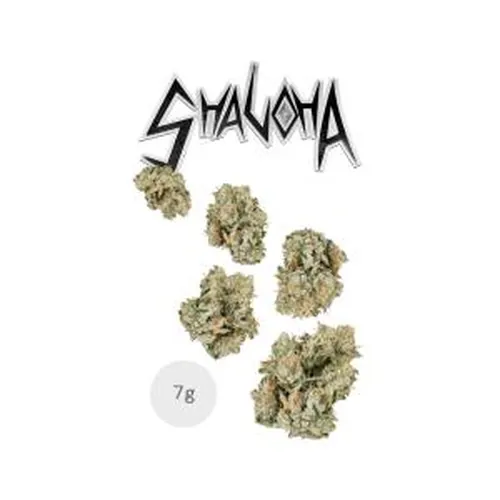 Shaloha Juniors - 
