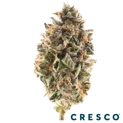 Gorilla Sundae - 