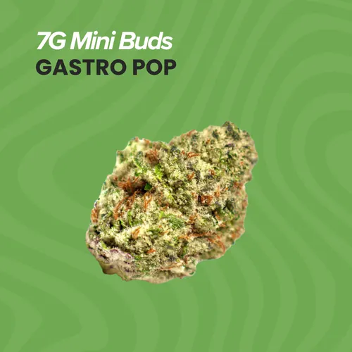 Mini Buds  Gastro Pop - 