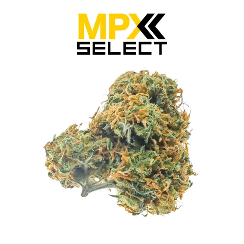 MPX Select Banana Cream Pie Flower from  product image