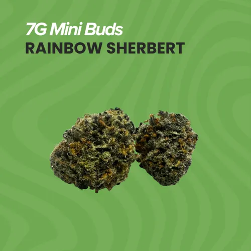 7g Mini Buds - Rain Sherb by Sanctuary Medicinals - 7.000g Smalls
