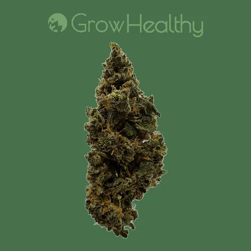 Bty Og Kush -  cannabis product