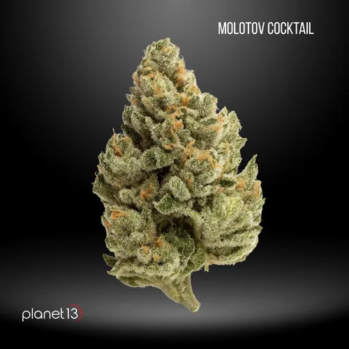 Medizin Flower Jar - Molotov Cocktail - 1/8th ounce (H) by Planet 13 - 3.500g Whole