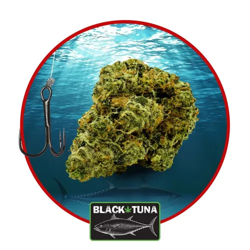 Yellowfin - 
