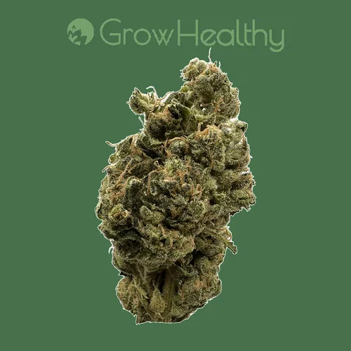 {'strain': 'New York Sour Diesel', 'strain_type': 'Sativa', 'company': 'GrowHealthy', 'brand': 'GrowHealthy', 'price': Decimal('35.00'), 'regular_price': Decimal('40.00'), 'thc': Decimal('29.30'), 'cbd': Decimal('0.00'), 'terps': Decimal('0.00'), 'grams': Decimal('3.500'), 'dollars_per_thcg': Decimal('34.130'), 'dollars_per_g': Decimal('10.000'), 'product_format': 'Flower', 'product_sub_format': 'Whole', 'dispensary_cities': ['Deerfield Beach'], 'main_url': 'https://growhealthy.com/product/new-york-sour-diesel-flower/?retailer_id=1ba4ef03-11d2-4d31-8165-663d1150bb8d', 'display_image_url': 'https://thchunter-images.s3.us-east-2.amazonaws.com/product_images/b014a311-7ca0-4610-be35-b43cb442478b.webp', 'id': 12751709, 'company_logo_file': 'Grow-Healthy.jpg', 'company__premium_company': True, 'company__name': 'GrowHealthy'}