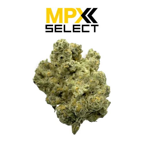 MPX Select™ 8 Inch Bagel Flower by MPX Select Flower - 3.500g Whole