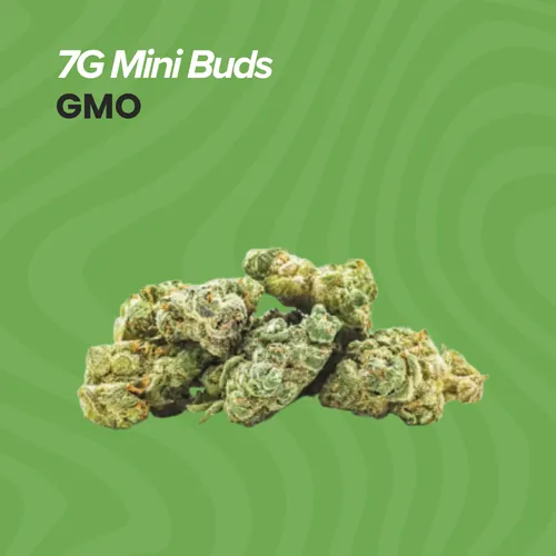 Mini Buds  Gmo - 