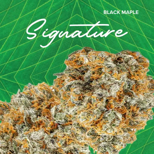 Black Maple -  cannabis product