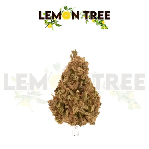 image of Lemon Tree Tier 3