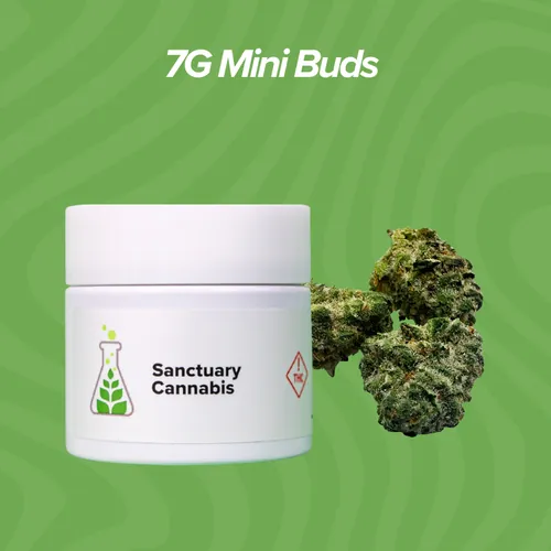 Pineapple Junky Mini Buds - 7g by Sanctuary Medicinals - 7.000g Smalls