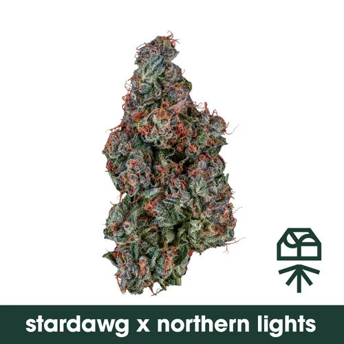 StarDawg x Northern Lights
