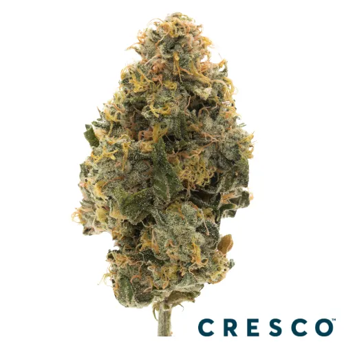 Cresco Premium Flower 3.5g - Maltese Orng x Caribbean Ckies (S) from  product image