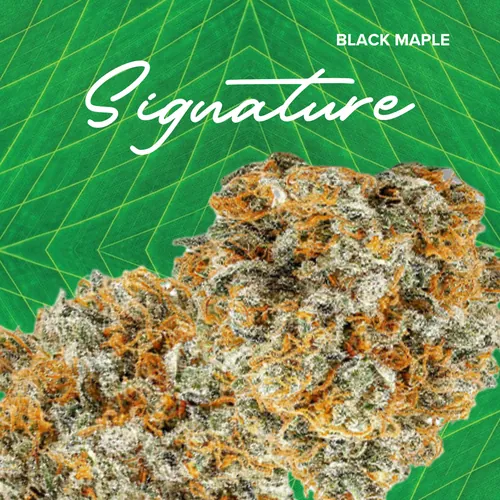 {'strain': 'Signature  Black Maple', 'strain_type': 'Unknown', 'company': 'Sanctuary', 'brand': 'Sanctuary Cannabis', 'price': Decimal('48.00'), 'regular_price': Decimal('48.00'), 'thc': Decimal('29.90'), 'cbd': Decimal('0.00'), 'terps': Decimal('0.00'), 'grams': Decimal('3.500'), 'dollars_per_thcg': Decimal('45.870'), 'dollars_per_g': Decimal('13.710'), 'product_format': 'Flower', 'product_sub_format': 'Smalls', 'dispensary_cities': ['Jupiter'], 'main_url': 'https://www.sanctuarymed.com/near-me/florida-cannabis-dispensary/jupiter-fl-cannabis-dispensary?dtche%5Bproduct%5D=signature-3-5g-black-maple', 'display_image_url': 'https://thchunter-images.s3.us-east-2.amazonaws.com/product_images/c60b0a66-5451-4046-aed5-36769b515dc7.webp', 'id': 12335966, 'company_logo_file': 'Sanctuary.jpg', 'company__premium_company': False, 'company__name': 'Sanctuary'}