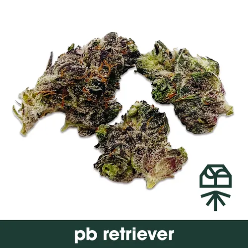 image of PB Retriever