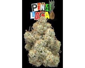 Pina Loca #7 Eighth - 