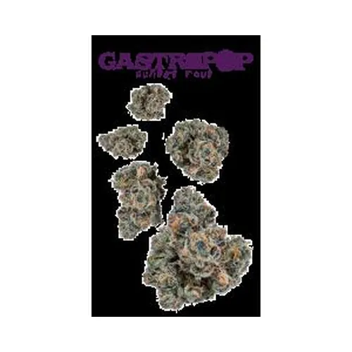 Gastropop #4 7g Juniors by The Flowery - 7.000g Whole