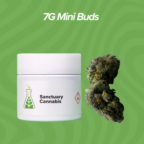Apples and Bananas Mini Buds - 7g by Sanctuary Medicinals - 7.000g Smalls