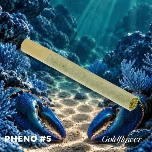 Blue Lobster x Zangria by Sunkissed - 1.000g PreRoll