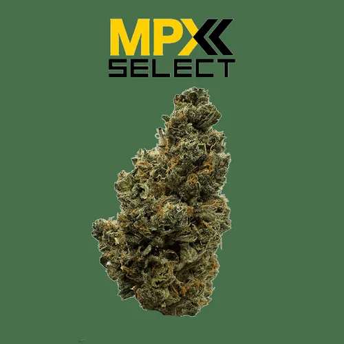 image of MPX Select™ Gassy Pines Flower