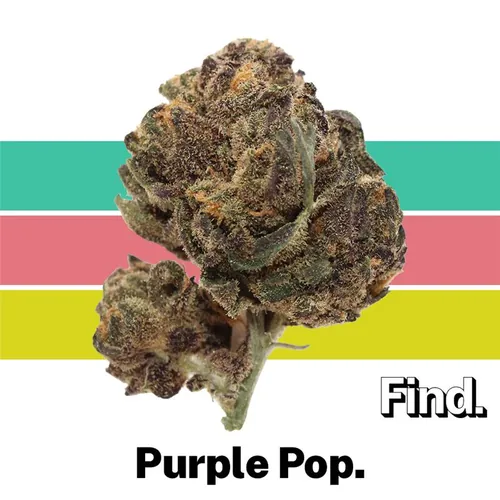 Purple Pop