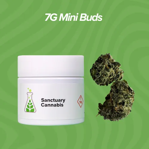 Gas Light Mini Buds - 7g by Sanctuary Medicinals - 7.000g Smalls