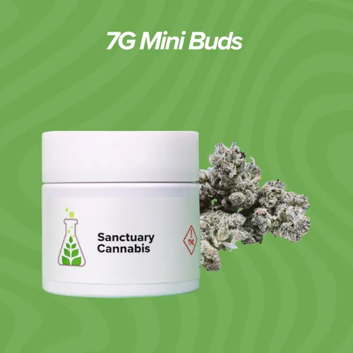 Gorilla Glue Mini Buds - 7g by Sanctuary Medicinals - 7.000g Smalls