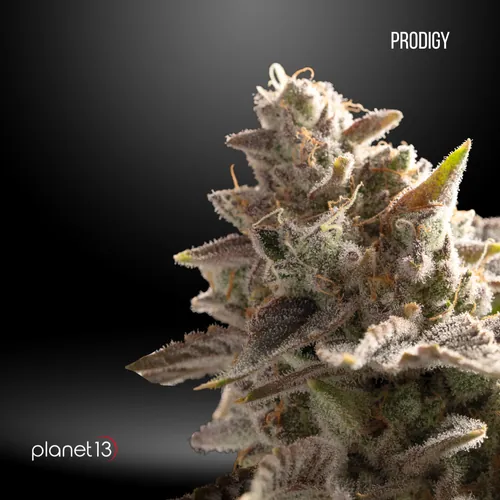  Prodigy  -  cannabis product