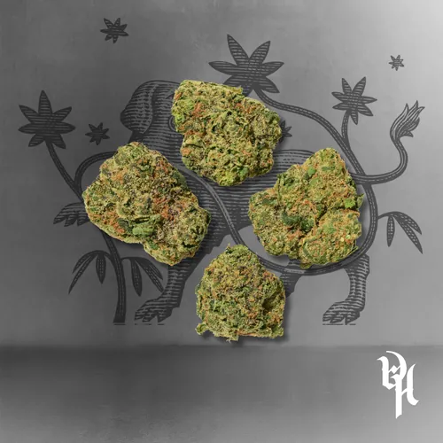 image of Y10 x Grape Lyfe